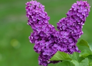 开云棋牌-绿茵场上的平行宇宙，当玻利维亚的坚韧遇上多特蒙德的狂飙，与姆巴佩无处不在的幽灵