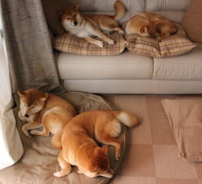 范弗利特率队破局，巅峰广东战术智慧胜鹈鹕启示录